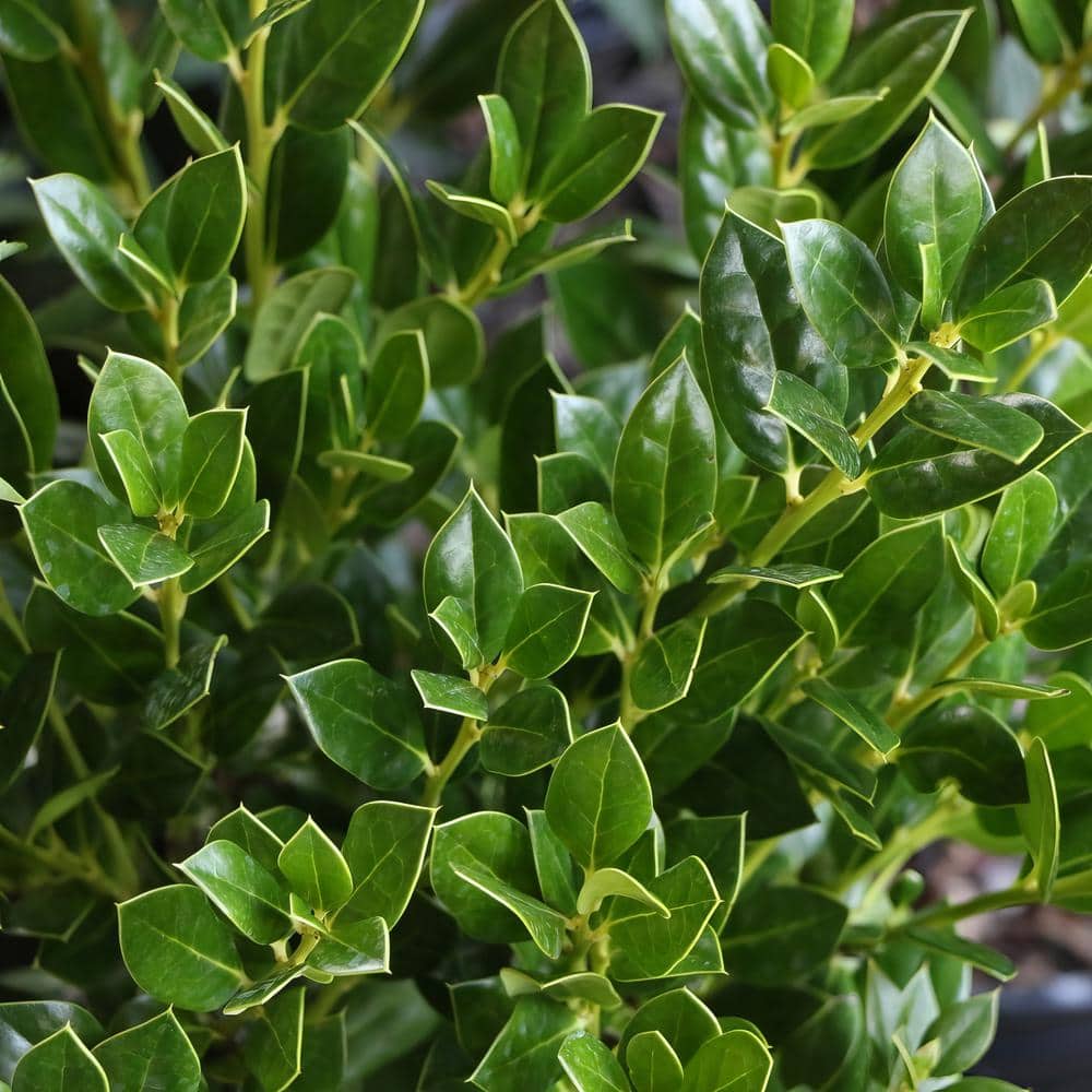 2.25 Gal. Holly Needlepoint Shrub - Hercitys