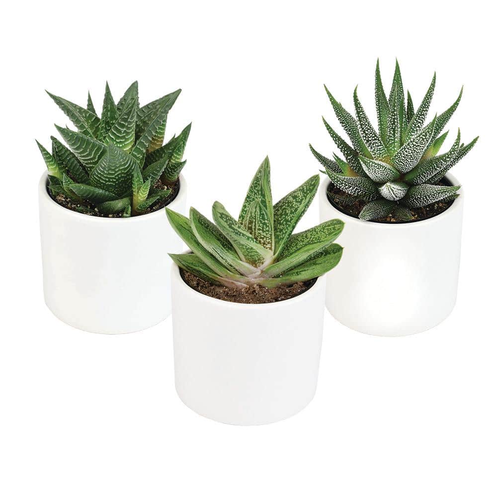 3Pk 2.5 in. Lolite Haworthia and Gasteria Succulents in Matte White Cylindrical Decco Pot - Hercitys
