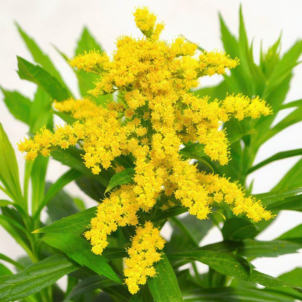 3.25 in. Goldenrod Spark Plug Perennial Plant with Yellow Flowers (3-Pack) - Hercitys