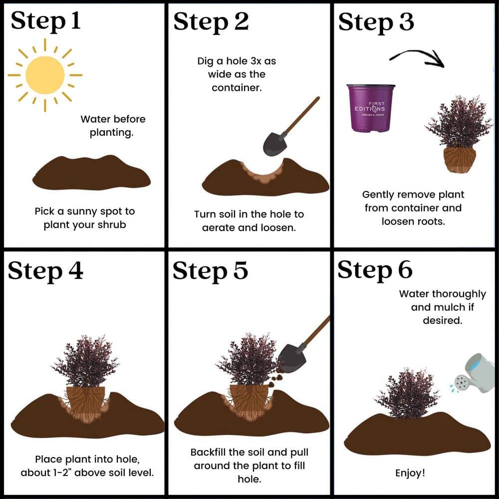 2 Gal. Shadow Magic Crape Myrtle Flowering Shrub with Dark Leaves and Dark Pink Flowers - Hercitys