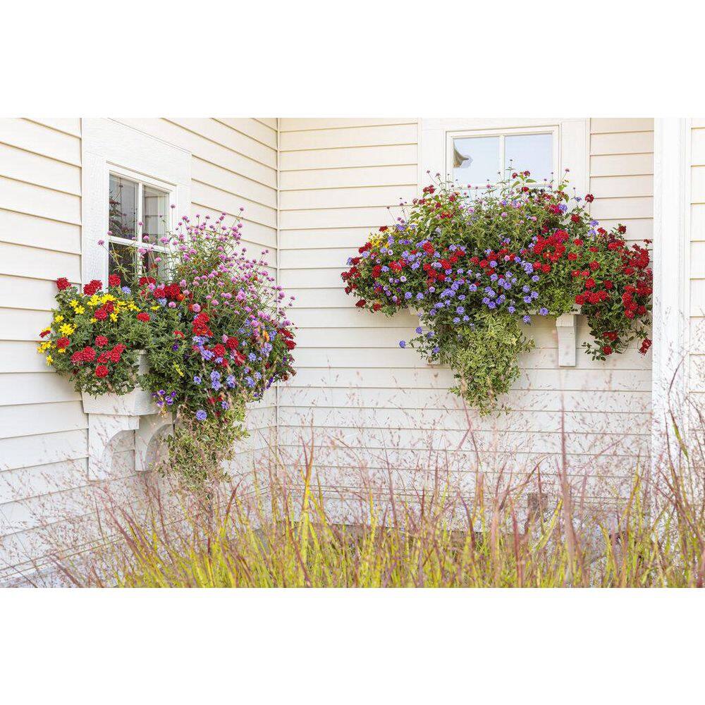 4.25 in. Eco+Grande Luscious Royale Red Zone (Lantana) Live Plant, Red Flowers (4-Pack) - Hercitys