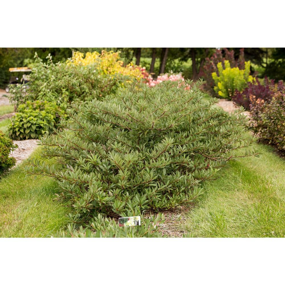 2 Gal. Jade Parade Sand Cherry Live Shrub with White Flowers - Hercitys