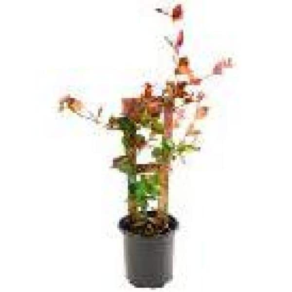 2.5 qt. Jasmine Confederate Flowering Shrub with White Flowers - Hercitys