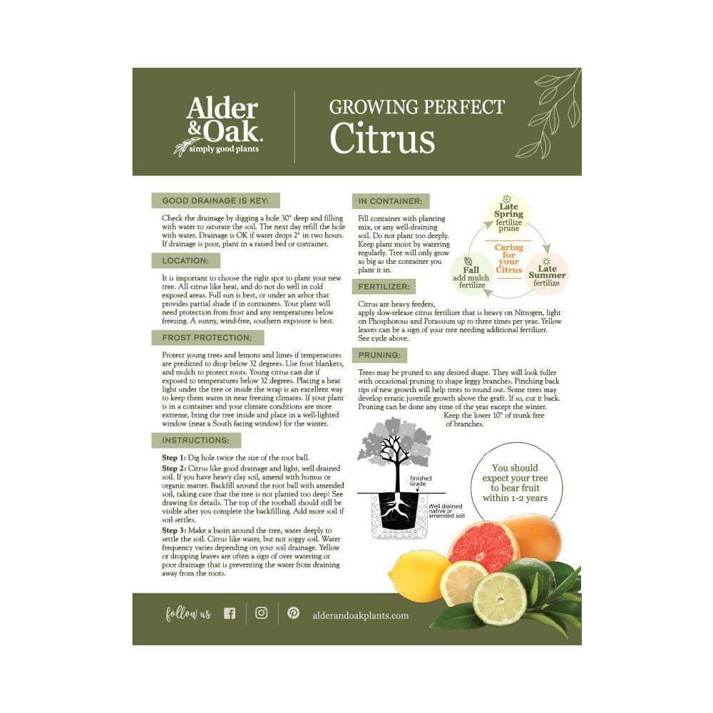 3 Container Bearss Lime Evergreen Tree - Hercitys