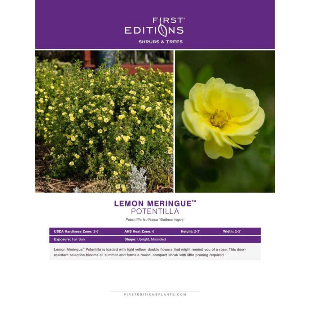 2.0 Gallon Lemon Meringue Potentilla (Potentilla fruticosa ‘Lemon Meringue’) Shrub with Yellow flowers 1-Each - Hercitys