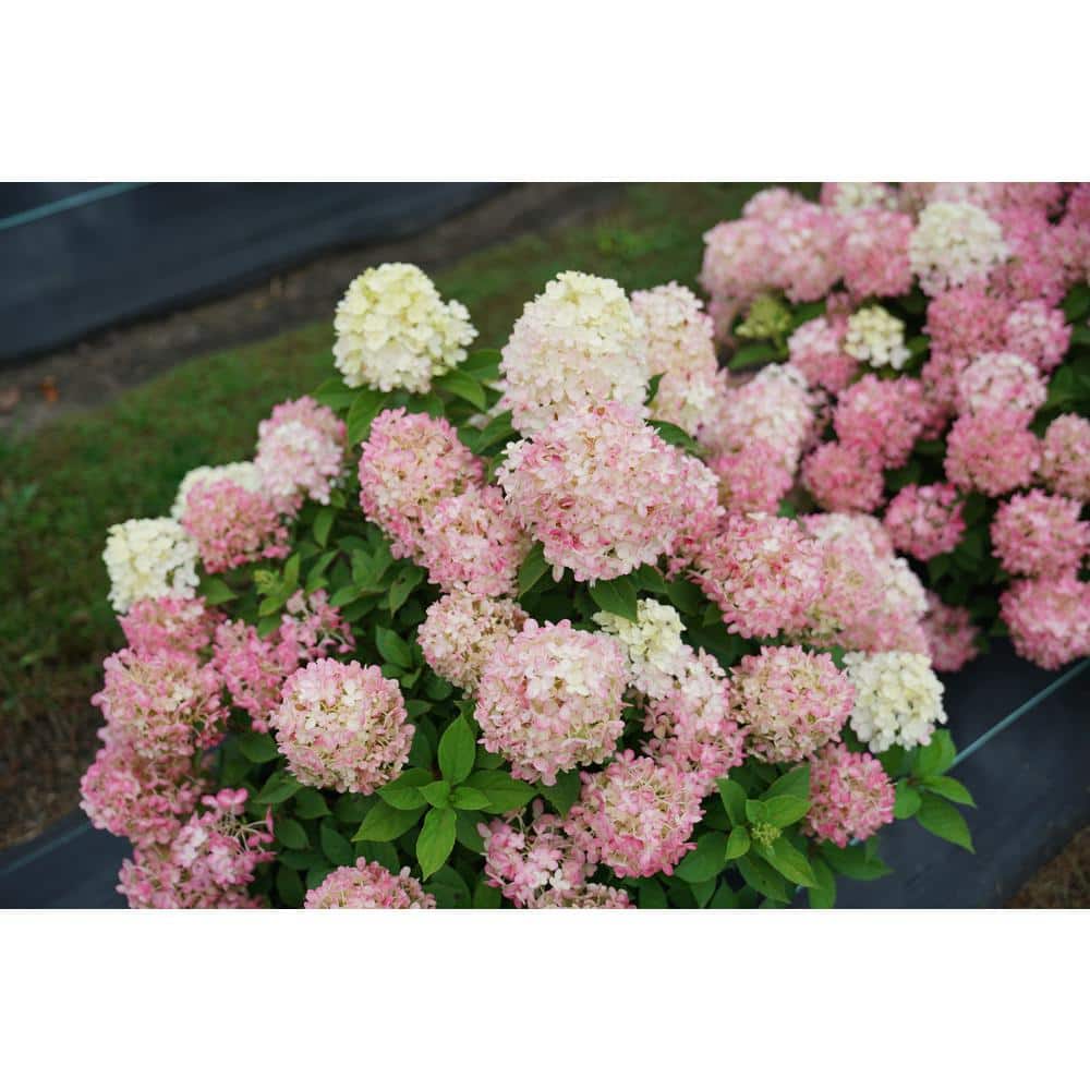 4.5 in. Qt. Quick Fire ‘Fab’ Hydrangea, Live Plant, White and Pink Flowers - Hercitys
