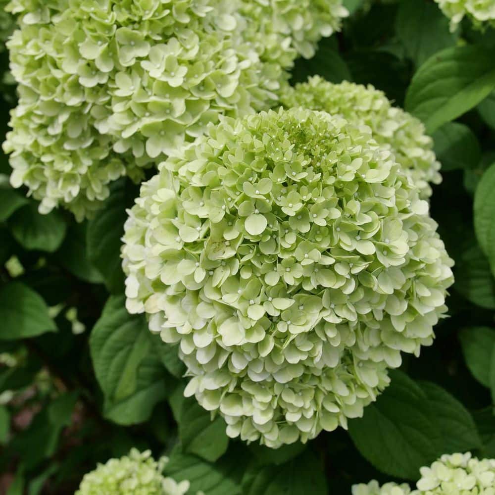 4.5 in. qt. Powerball Panicle Hydrangea (Paniculata) Live Flowering Shrub with Green, White and Pink Flowers - Hercitys