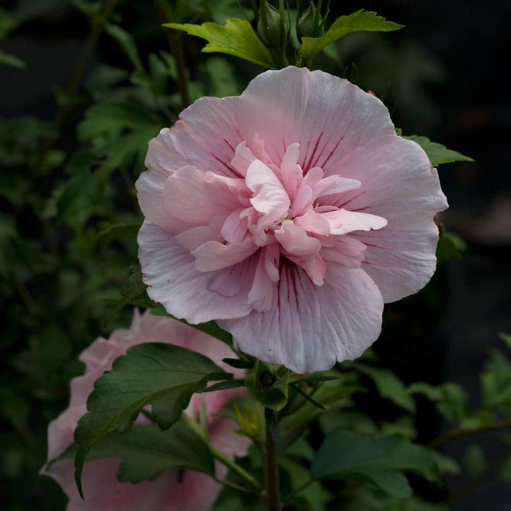 4.5 in. Qt. Magenta Chiffon Rose of Sharon (Hibiscus) Live Plant, Purple Flowers - Hercitys