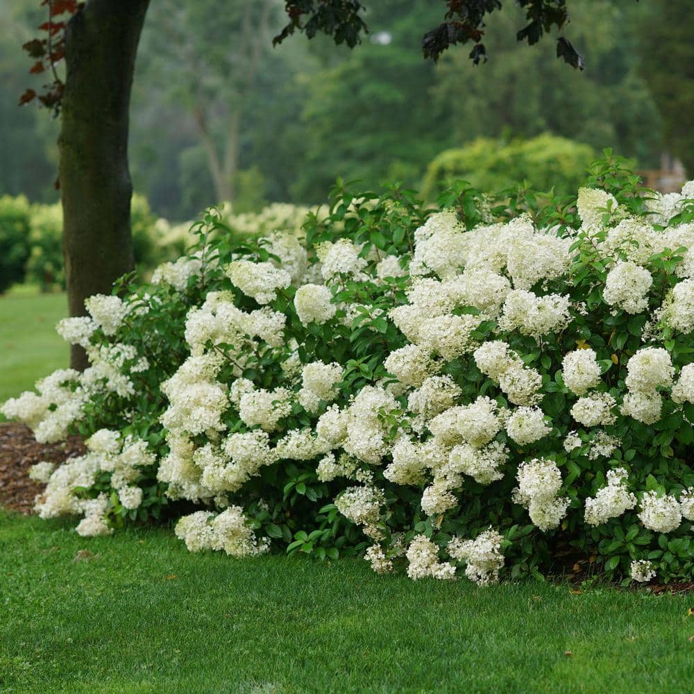 2 Gal. Bobo Hydrangea Shrub with White Flowers - Hercitys