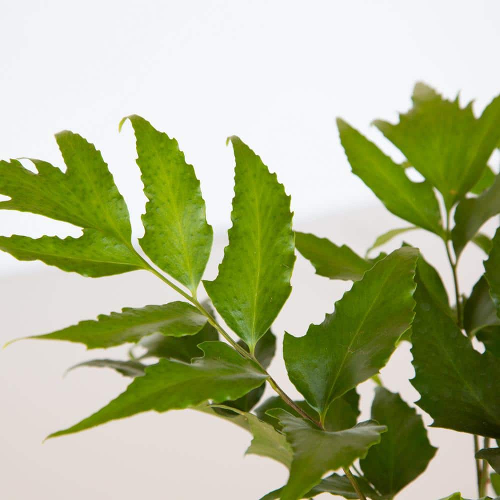 2.5 Qt. Holly Fern, Live Evergreen Plant, Emerald Green Foliage - Hercitys