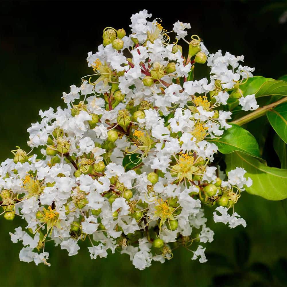 2.25 Gal. Natchez Crape Myrtle Tree - Hercitys