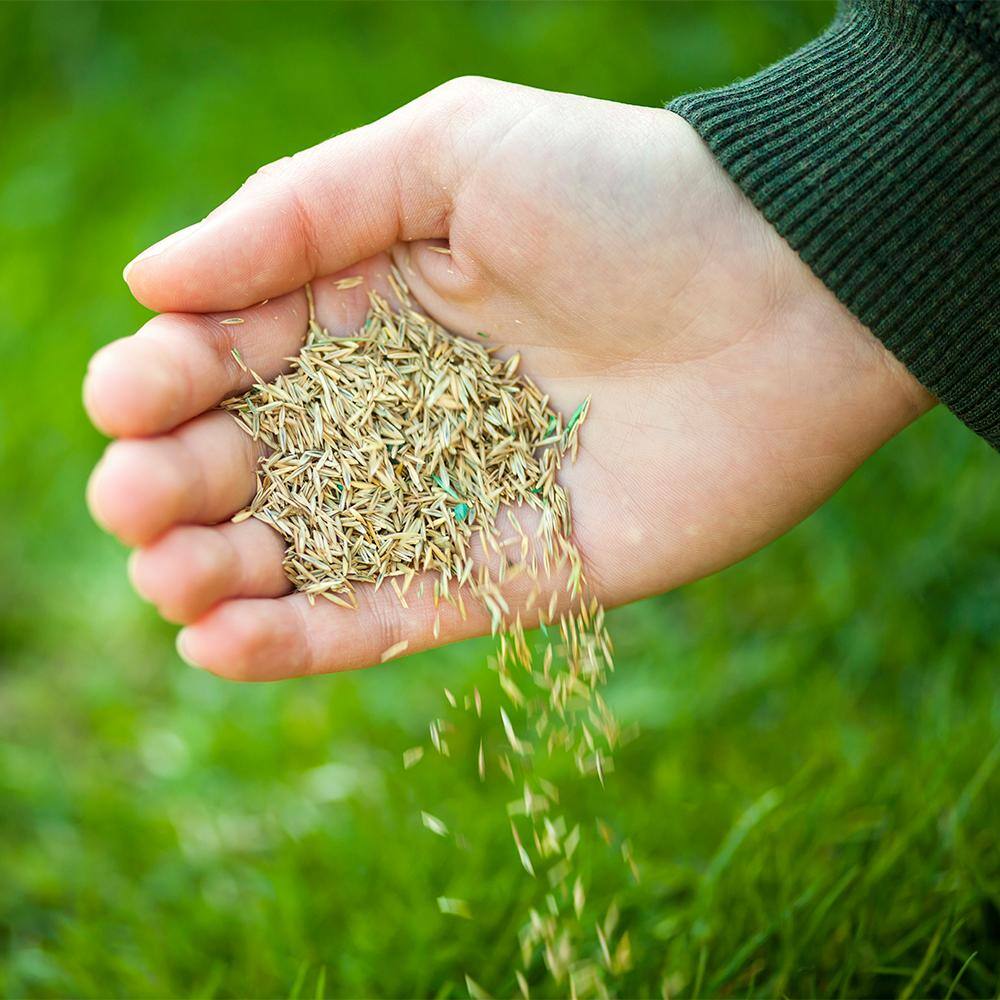 30 lbs. Turf Alive! Grass Seed with Rhizomes - Hercitys