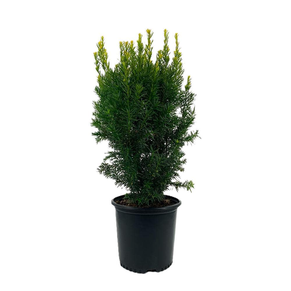 2.25 Gal. Hicks Yew Taxus x Media ‘Hicksii’ Live Evergreen Shrub (1 each) - Hercitys