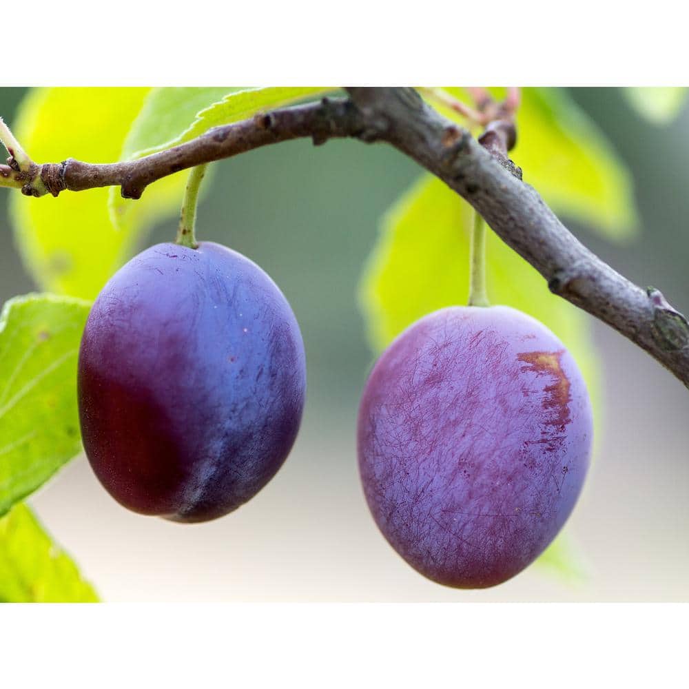 3 ft. Italian Semi Dwarf Plum Tree with Excellent Fresh Eating Purple Fruit - Hercitys