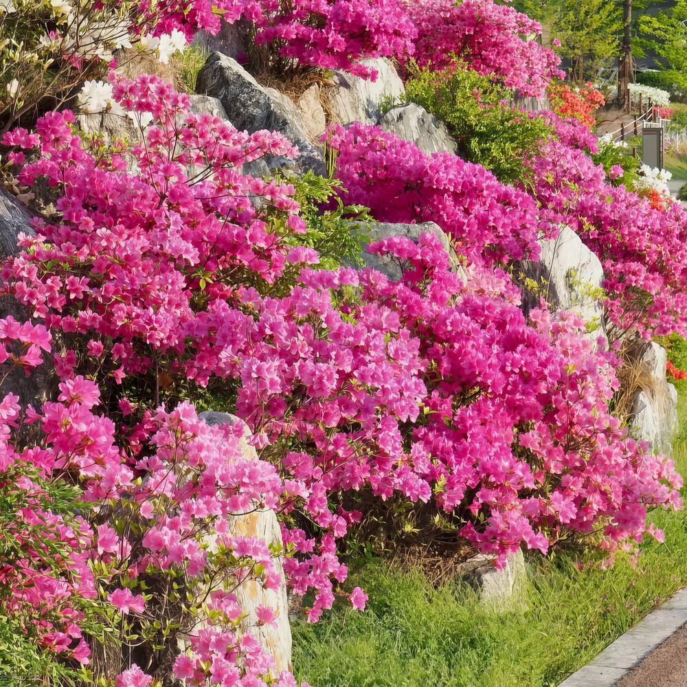 2.25 Gal. Pride of Mobile Azalea – (1-Piece) - Hercitys