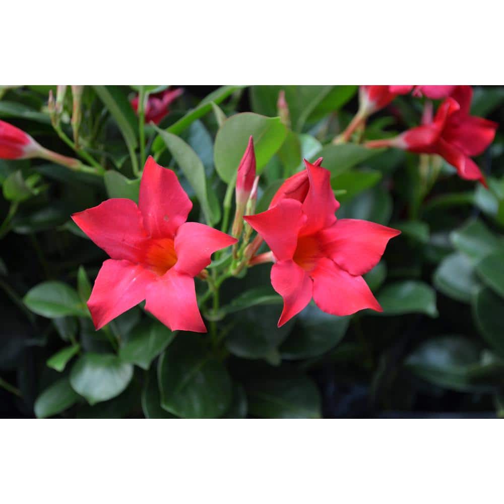1.5 Pint Dipladenia Flowering Annual Shrub with Red and Pink Flowers (4-Pack) - Hercitys