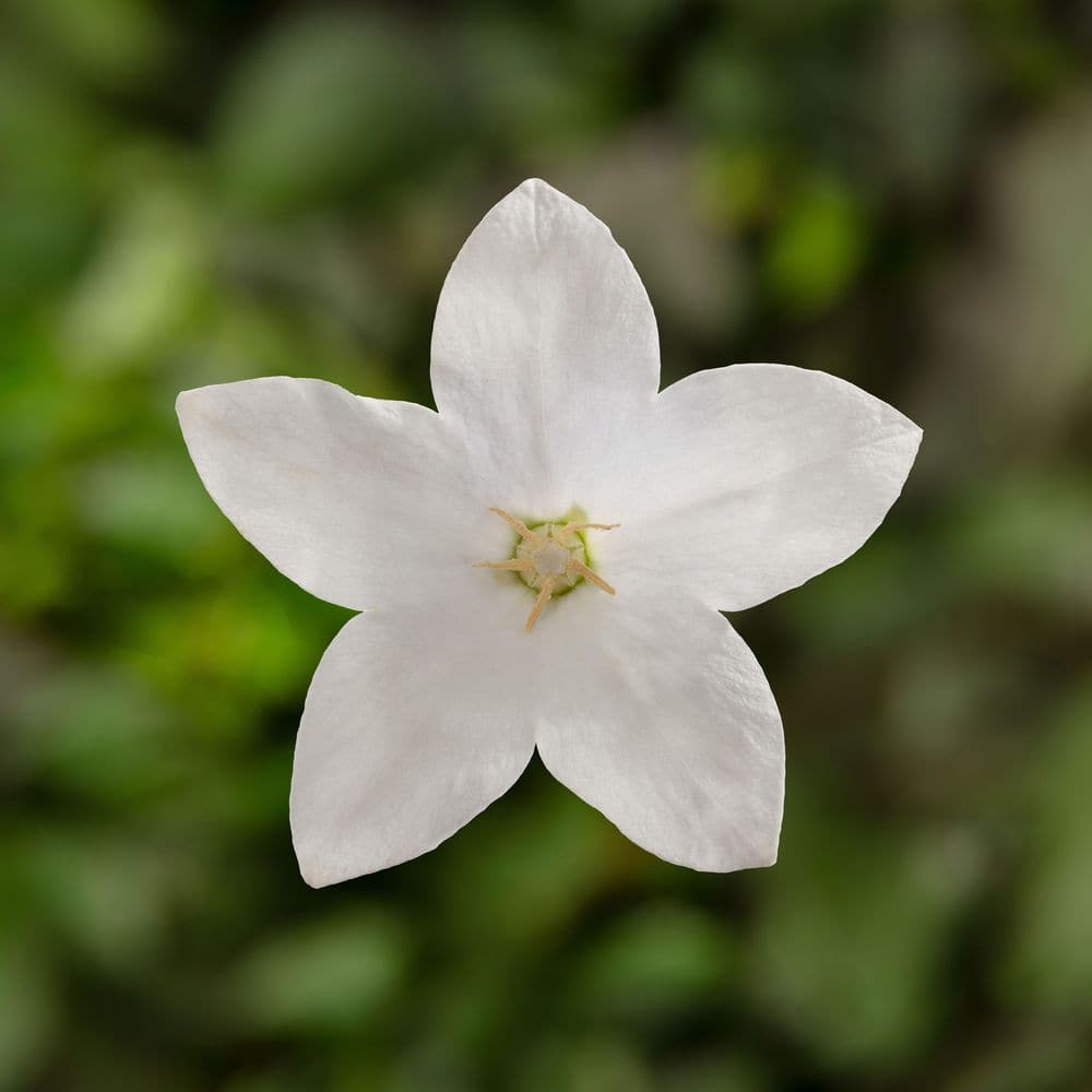 2 Qt. Platycodon Balloon Flower ‘Twinkle White’ White Perennial Plant (3-Pack) - Hercitys