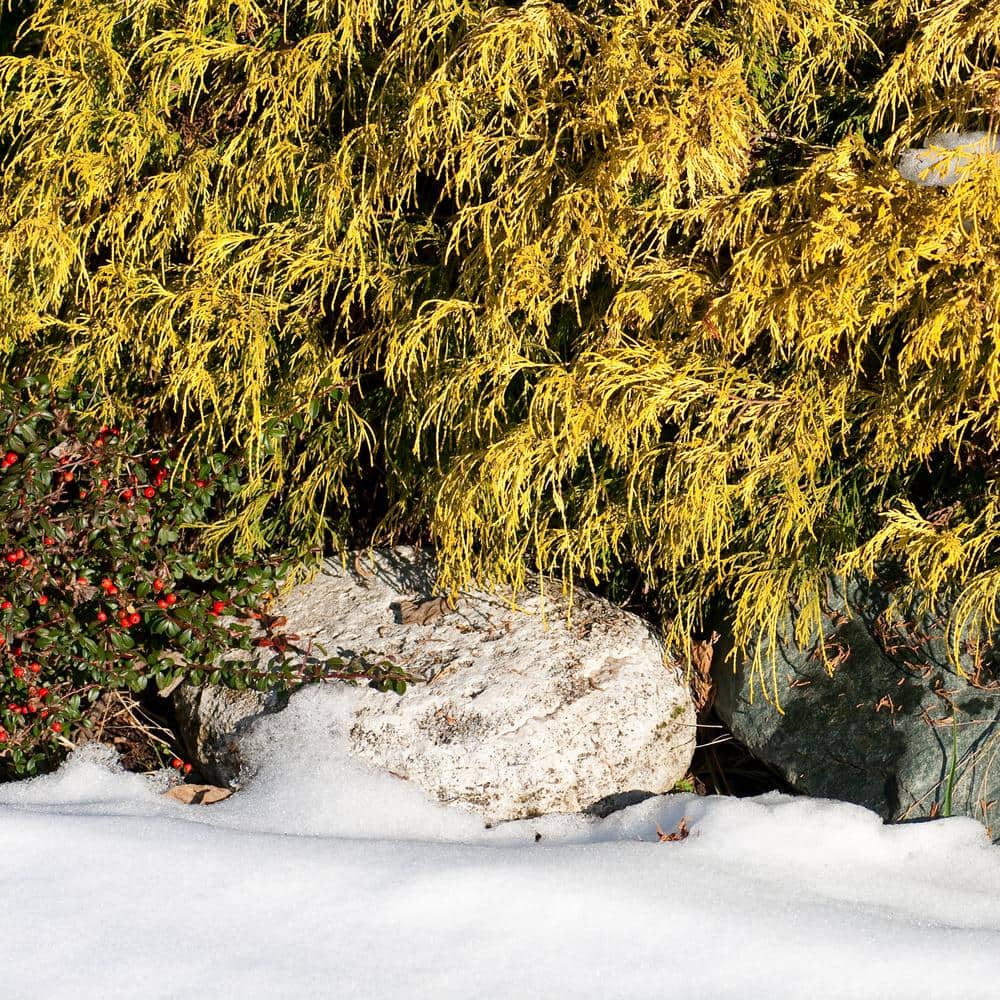 3 gal. Gold Mop Cypress Shrub - Hercitys