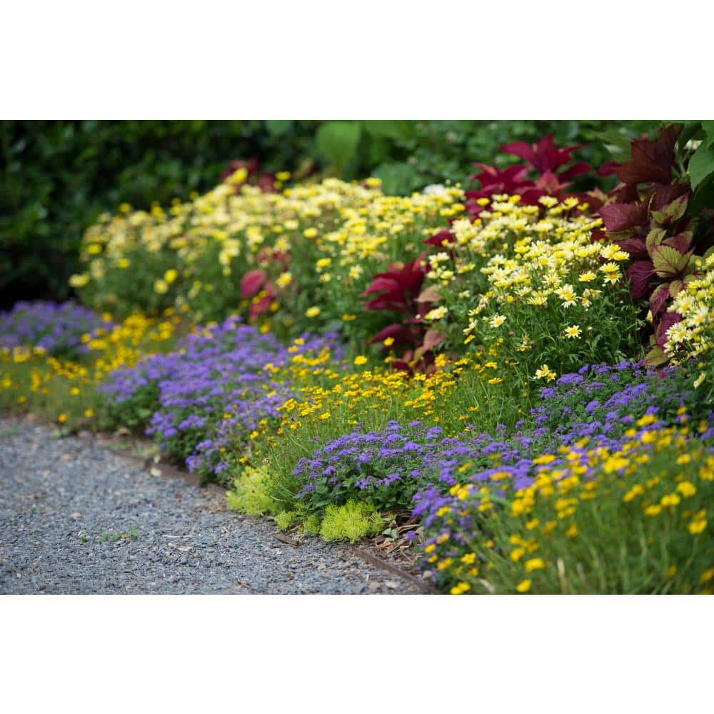 4.25 in. Eco+Grande Goldilocks Rocks (Bidens) Live Plant, Yellow Flowers (4-Pack) - Hercitys