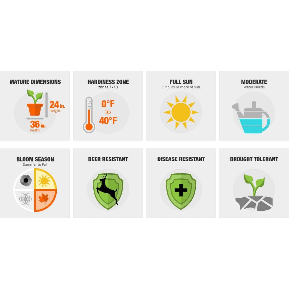 2.5 Qt. Radicans Gardenia, Live Evergreen Shrub, White Fragrant Blooms - Hercitys