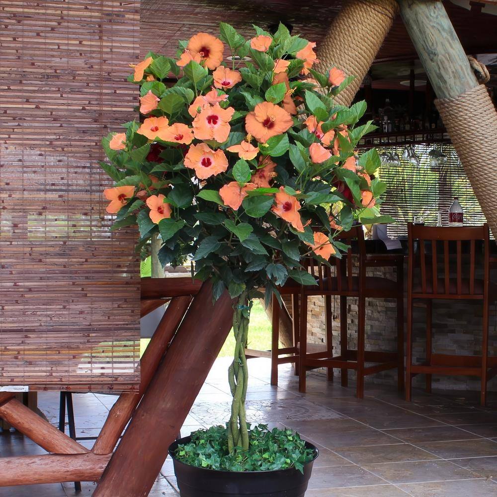 2 gal. Hibiscus Peach Braided Annual Tree Plant with Peach Flowers - Hercitys