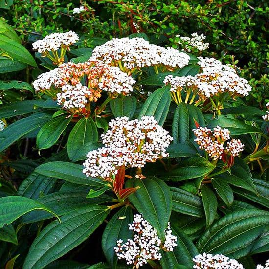 1 Gal. David Viburnum Evergreen Shrub - Hercitys