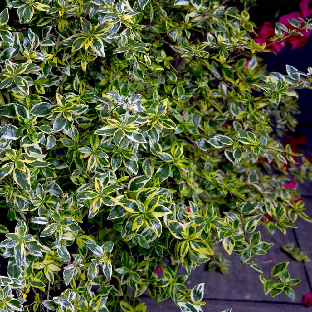 2 Gal. Miss Lemon Abelia Plant with Bright Variegated Yellow Foliage - Hercitys
