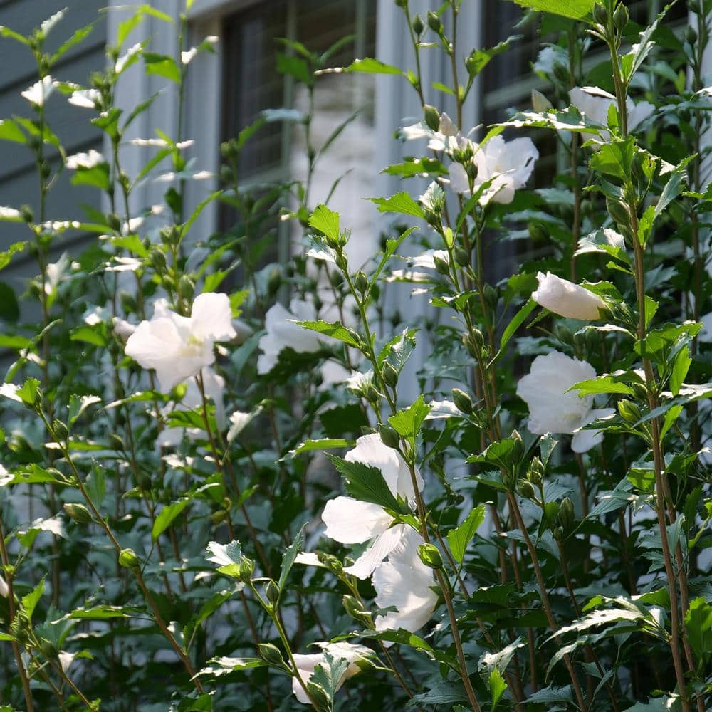 2 Gal. White Pillar Rose of Sharon (Hibiscus) Plant with White Flowers - Hercitys