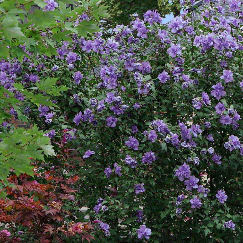 2 Gal. Hibiscus Blueberry Smoothie Shrub with Purple Flowers - Hercitys