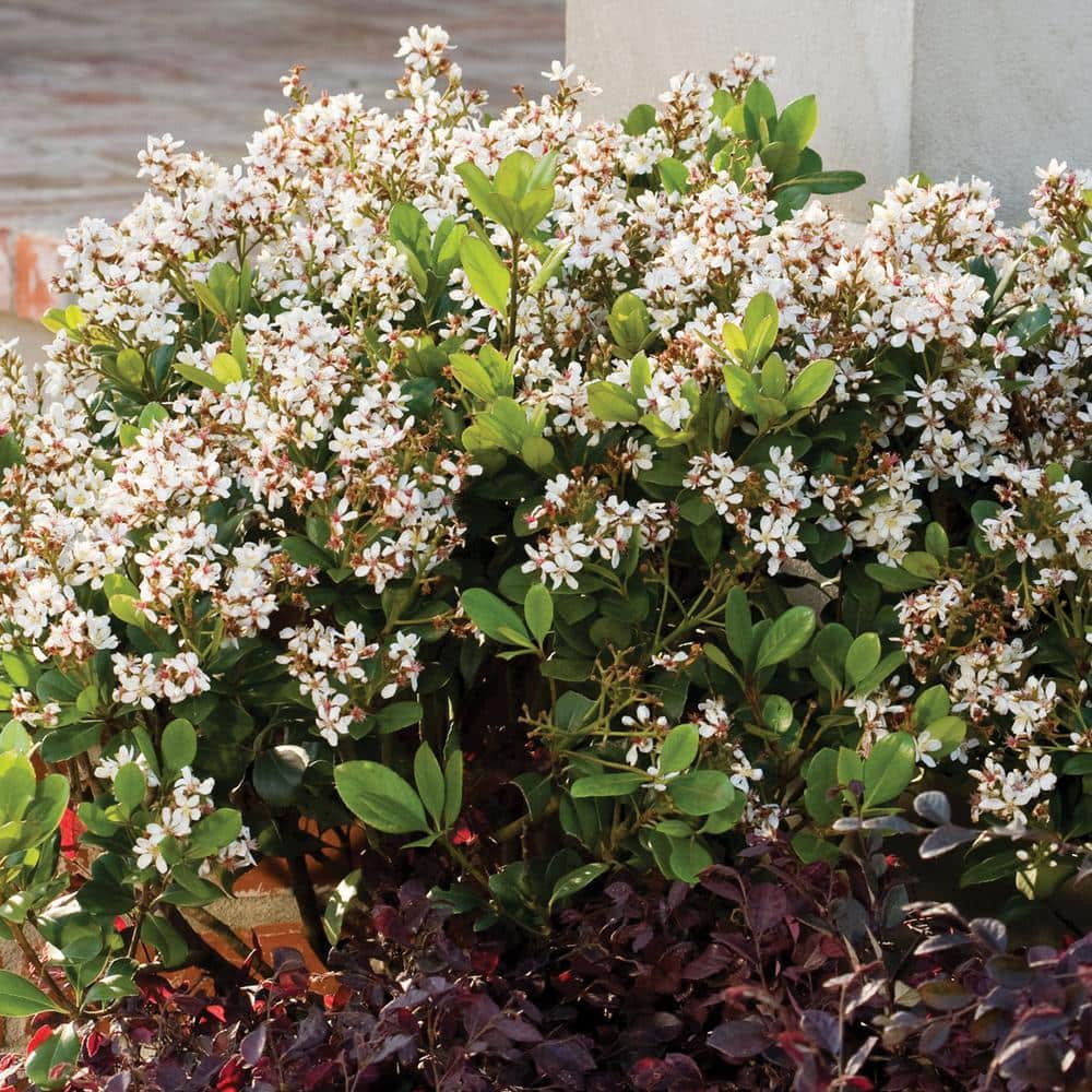2 Gal. Spring Sonata Indian Hawthorn, Live Evergreen Shrub, White Flower Clusters - Hercitys