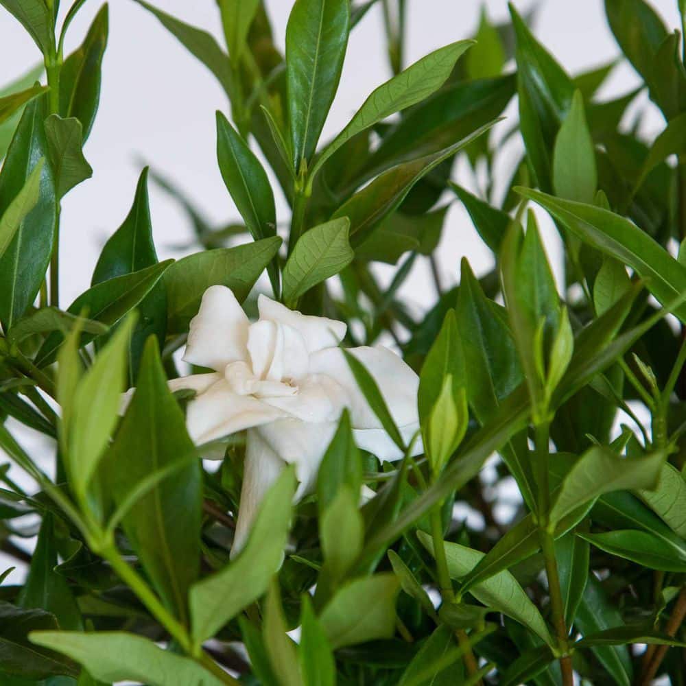 2.5 Qt. Frost Proof Gardenia, Live Evergreen Shrub, White Fragrant Blooms - Hercitys