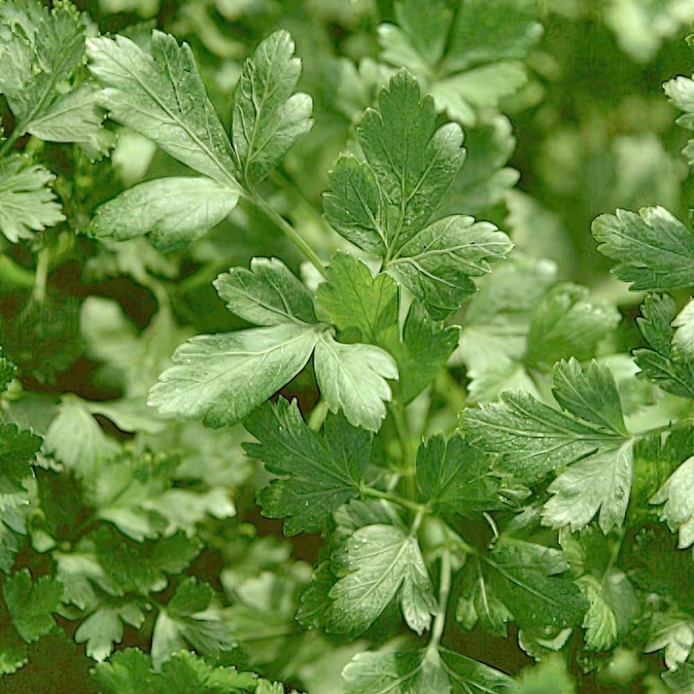 2.5 in. Parsley Italian Plant (3-Pack) - Hercitys