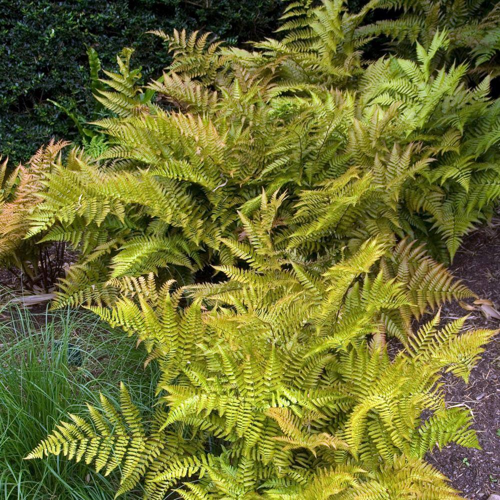 2.5 in. Autumn Fern Perennial Plant (3-Pack) - Hercitys