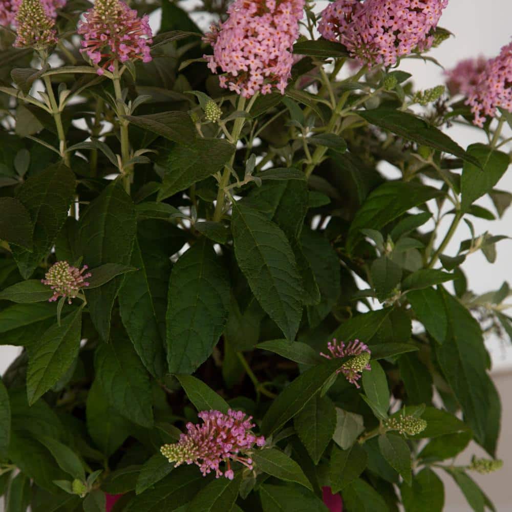 1.5 Gal. Lil’ Taffy Butterfly Bush (Buddleia) Live Shrub Plant, Pink Flowers - Hercitys