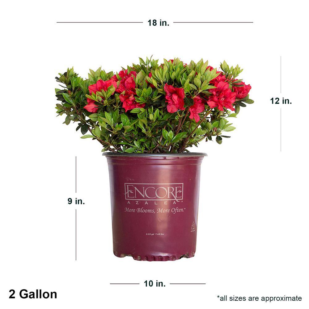 2 Gal. Autumn Fire Shrub with True Red Reblooming Flowers - Hercitys
