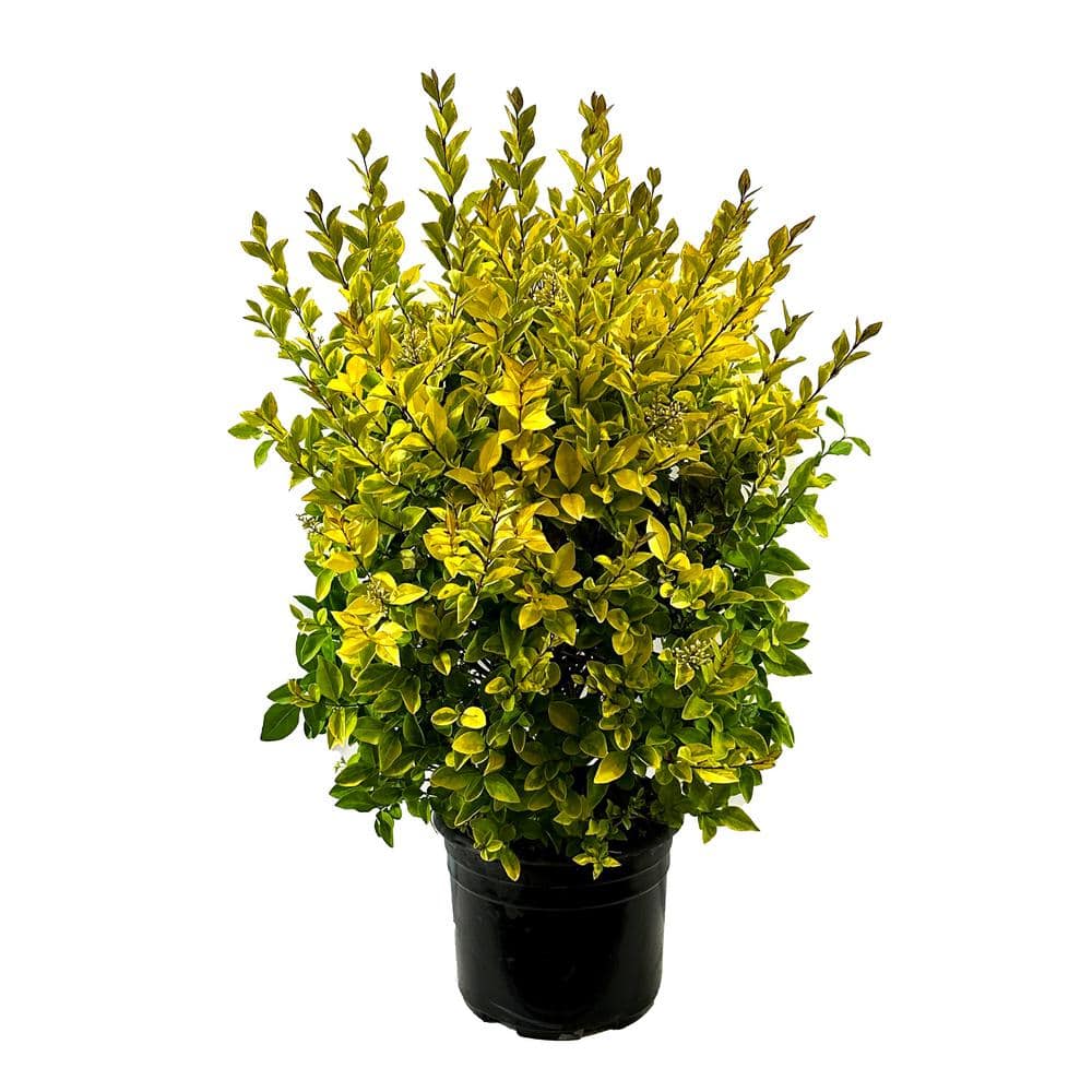 2.25 Gal Golden Privet Ligustrum Vicaryi Live Shrub with Golden Yellow Foliage - Hercitys
