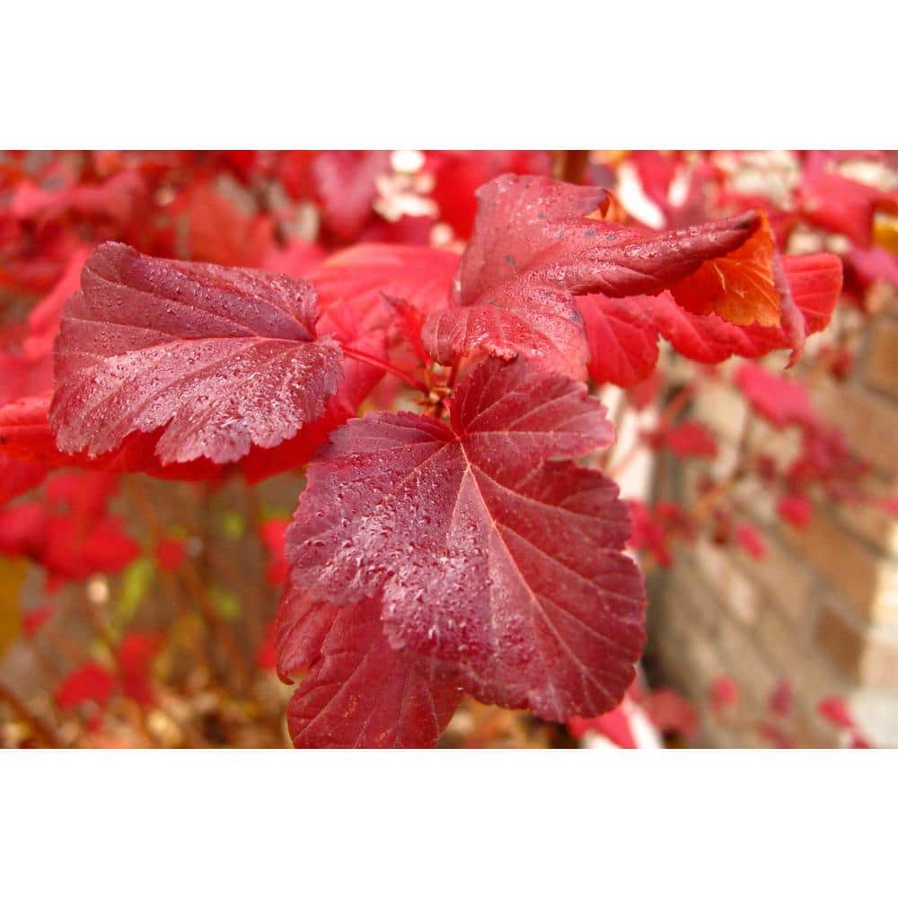 1 Gal. Summer Wine Ninebark Shrub - Hercitys