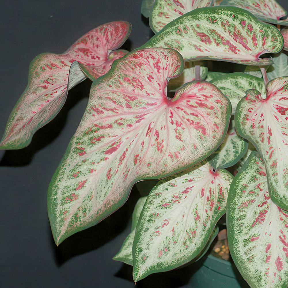 4 in. Caladium Candyland Perennial Plant (3-Pack) - Hercitys