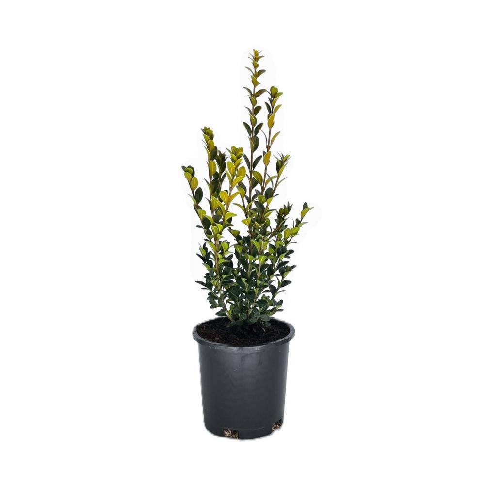 2.5 qt. Green Mountain Boxwood (Buxus x ‘Green Mountain’) Evergreen Shrub (1-Each) - Hercitys