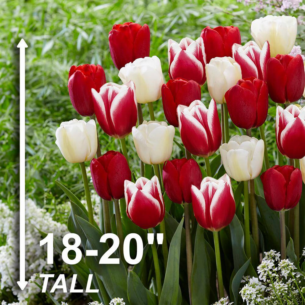 12/+ cm, Candy Cane Mix Triumph Tulip Flower Bulbs (Bag of 25) - Hercitys