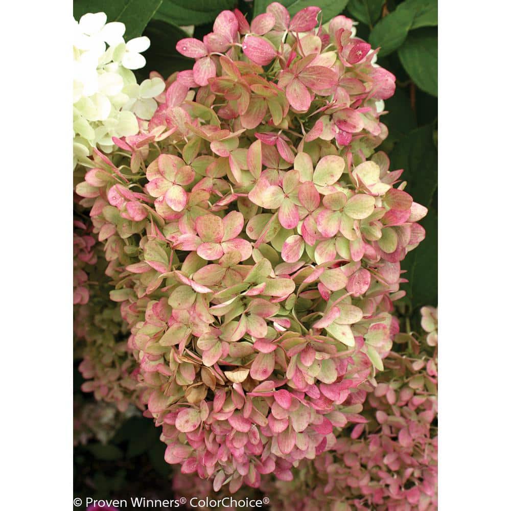 4.5 in. qt. Limelight Hardy Hydrangea (Paniculata) Live Shrub, Green to Pink Flowers - Hercitys
