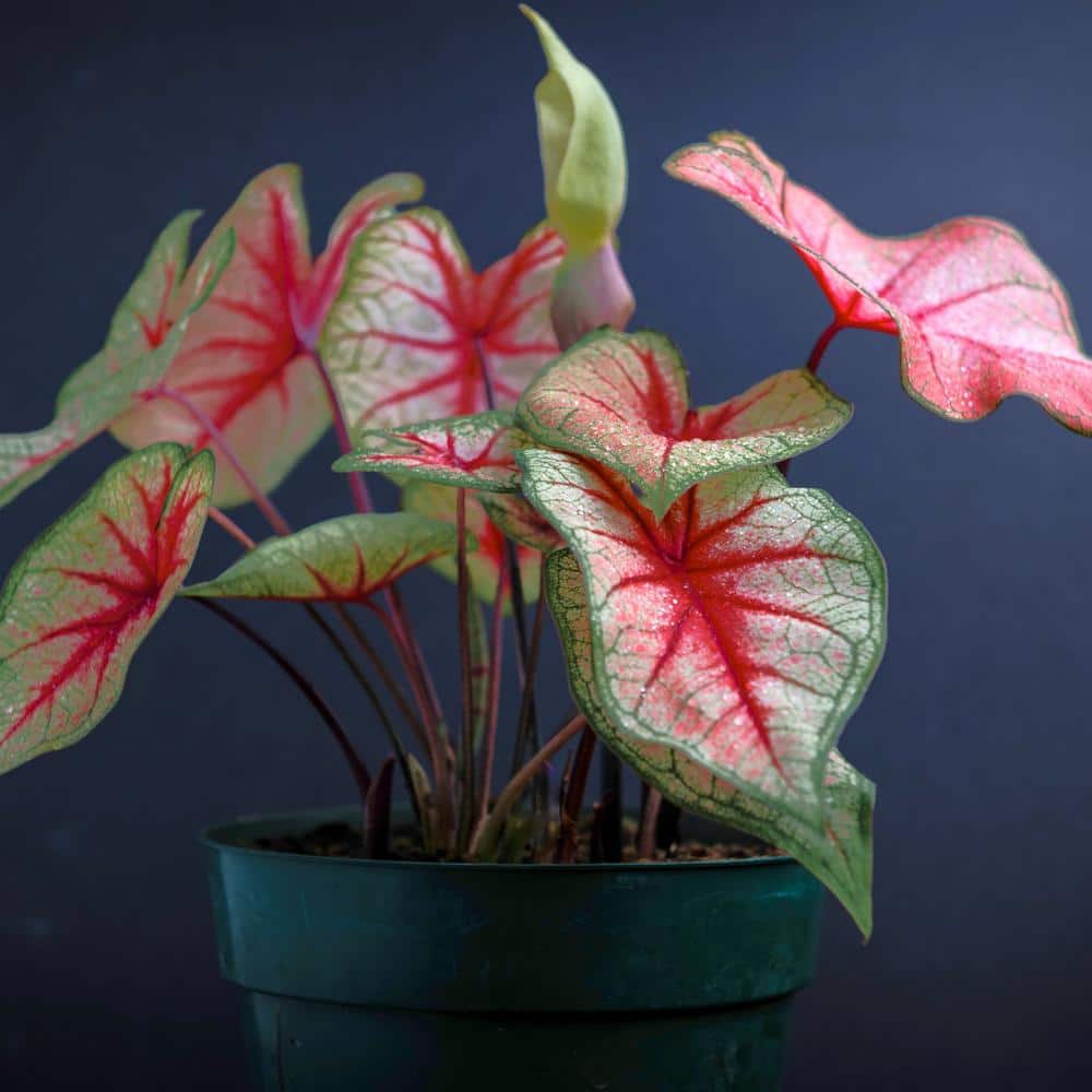4 in. Caladium Southern Charm Perennial Plant (3-Pack) - Hercitys