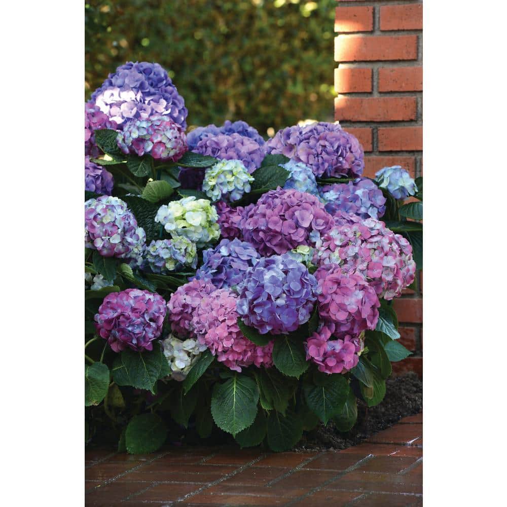 4 in. LA Dreamin Hydrangea Shrub with Pink-Blue Flowers (4-Piece) - Hercitys