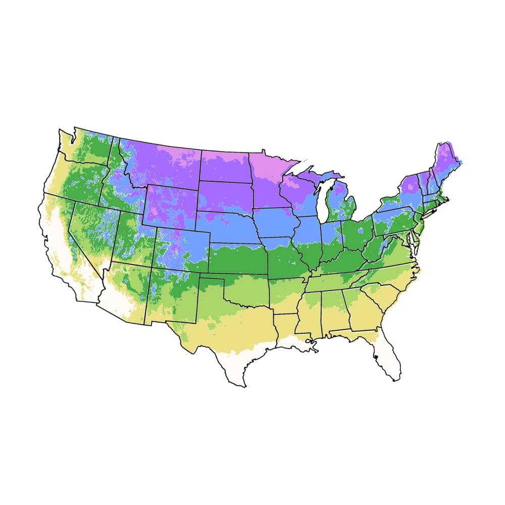3 Gal. American Pillar Thuja Evergreen Tree - Hercitys