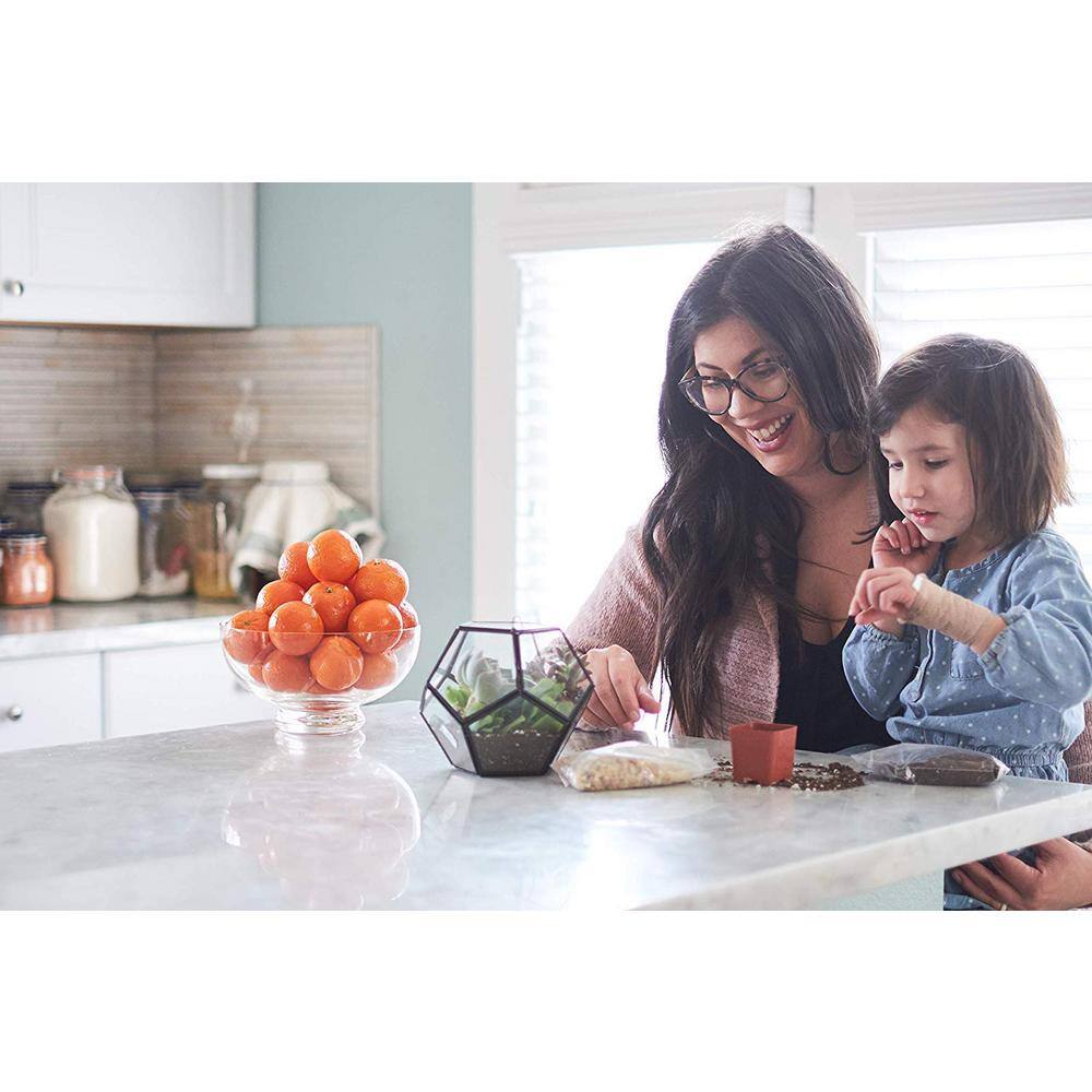 2 in. Blue/Green Collection Succulent (Collection of 32) - Hercitys