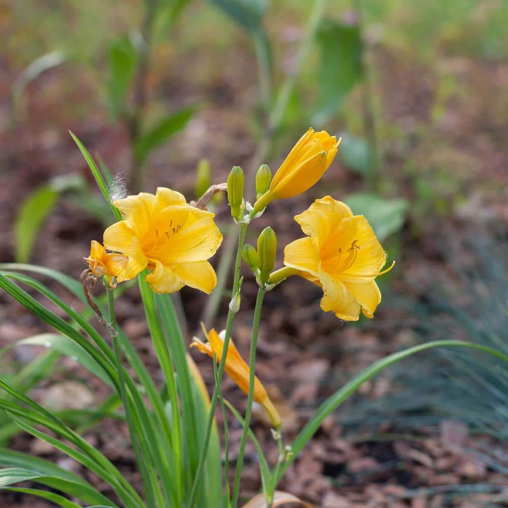 2.5 Qt. Stella De Oro Daylily, Live Perennial Plant, Yellow Flowers - Hercitys