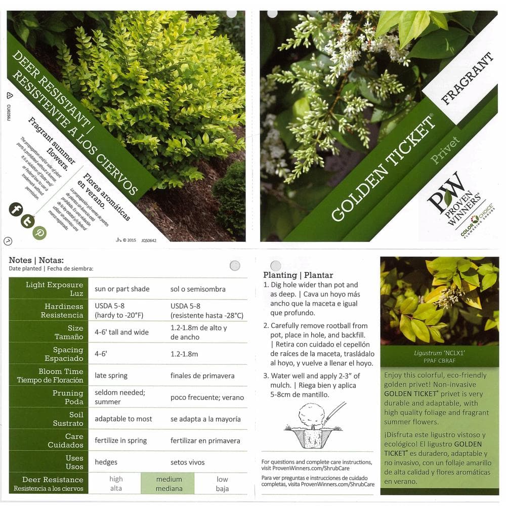 4.5 in. Qt. Golden Ticket Privet (Ligustrum) Live Shrub, White Flowers and Yellow Foliage - Hercitys