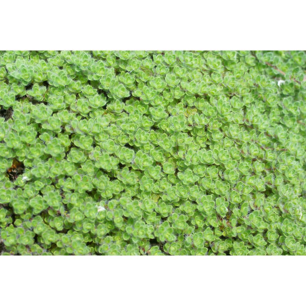 1 Gal. Wooly Thyme Creeping Thyme (Thymus Pseudolanuginos) Live Flowering Full Sun Perennial Groundcover Plant - Hercitys