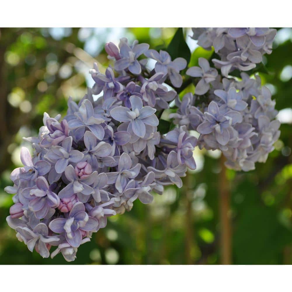 2.5 qt. Lilac President Grevy (Syringa) Live Shrub, Pale Lavender-Blue Flowers - Hercitys