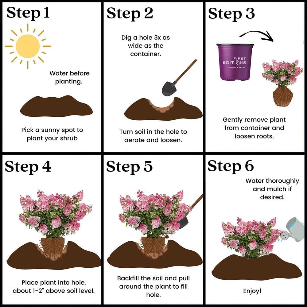 2 gal. Spring Sizzle Hydrangea Shrub - Hercitys